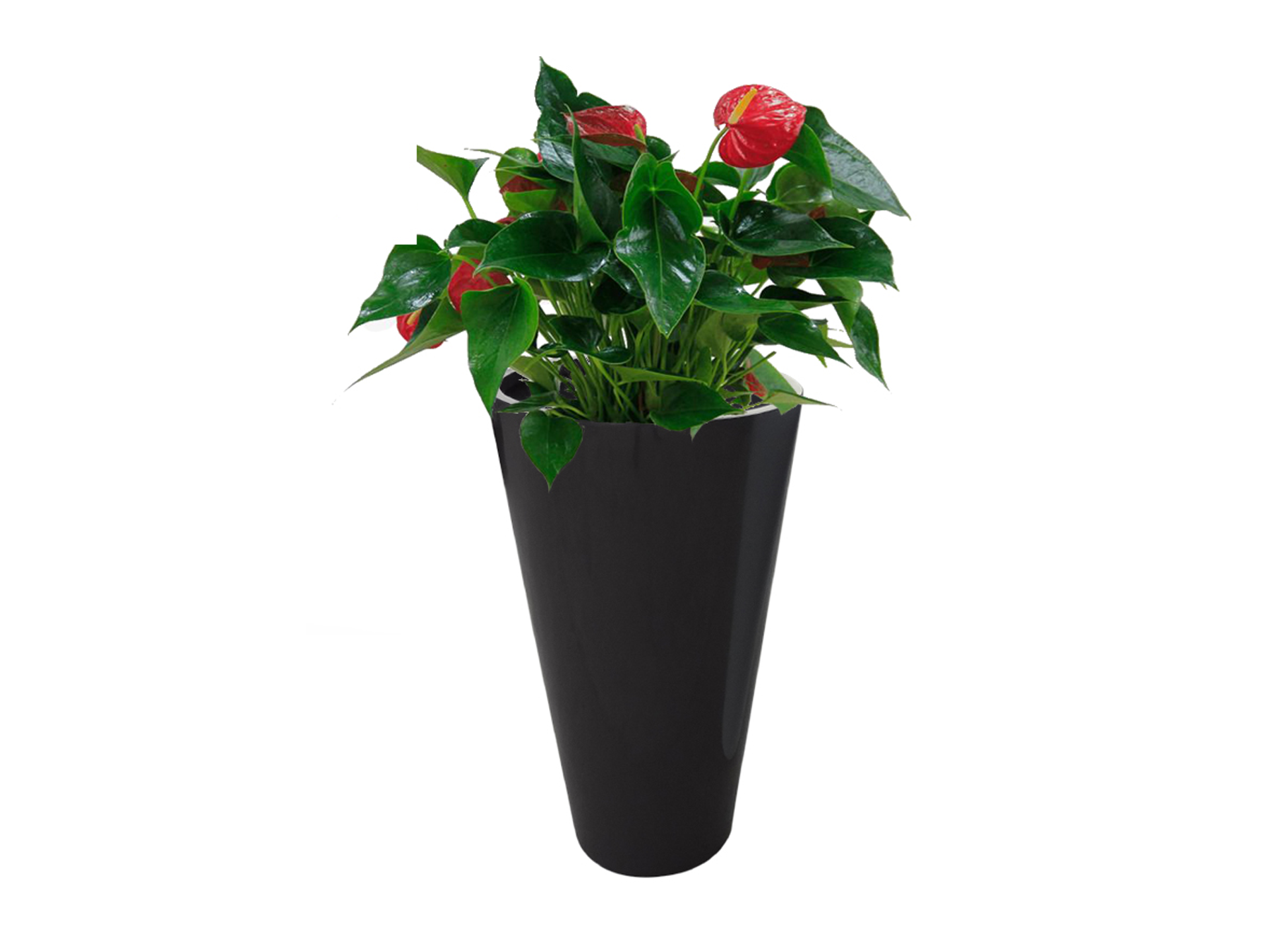 Orionide blumenkübel